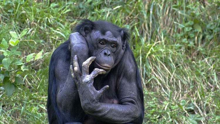Koolakamba Koolakamba ChimpanzeeGorilla Hybrid on Vimeo