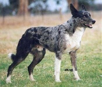 Koolie Australian Koolie Dog Breed Information and Pictures