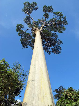 Koompassia excelsa Why We Love Birds July 31 Tabin Wildlife Reserve Koompassia