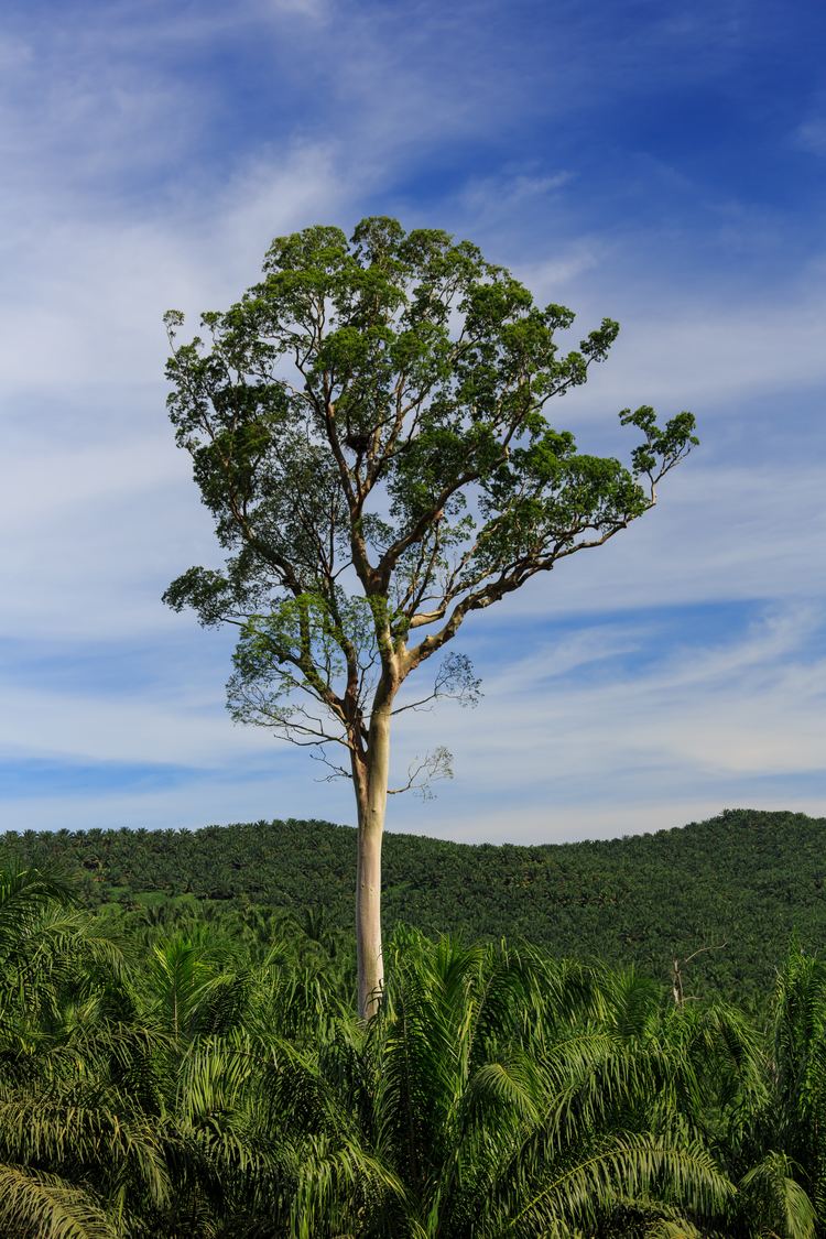 Koompassia excelsa Koompassia excelsa Useful Tropical Plants