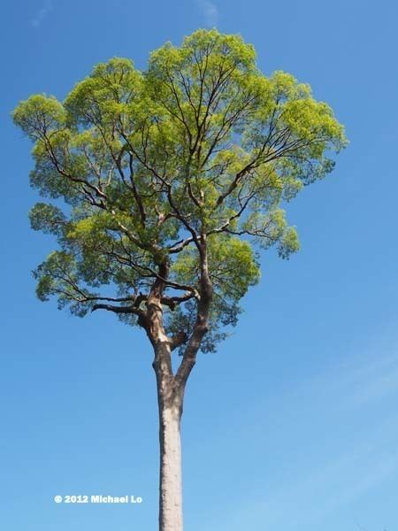 Koompassia excelsa The rainforests of Borneo amp Southeast Asia Tapang tree koompassia