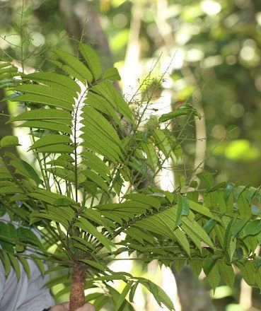 Koordersiodendron pinnatum amugs Ang amugs Koordersiodendron pinnatum ay malaking Flickr