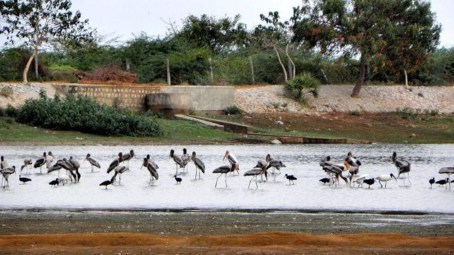 Koothankulam Bird Sanctuary Koonthankulam Bird Sanctuary Tourist Places Places to see Tourist