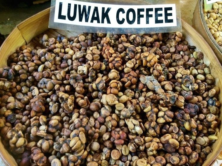 Kopi Luwak Responsible Sustainable Kopi Luwak Production Could It Be a Real