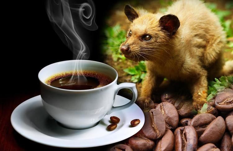 Kopi Luwak Kopi Luwak What Makes the Coffee the Most Expensive in the World