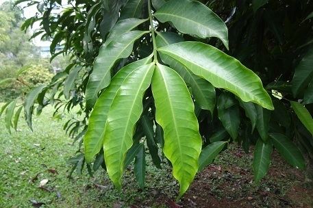 Kopsia arborea Kopsia arborea