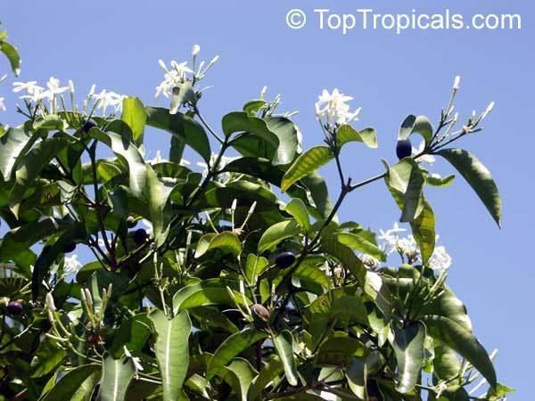 Kopsia arborea Kopsia arborea Pinmala TopTropicalscom