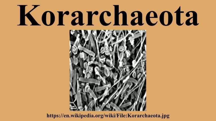 Korarchaeota Korarchaeota YouTube