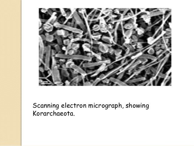 Archeabacteria presentation