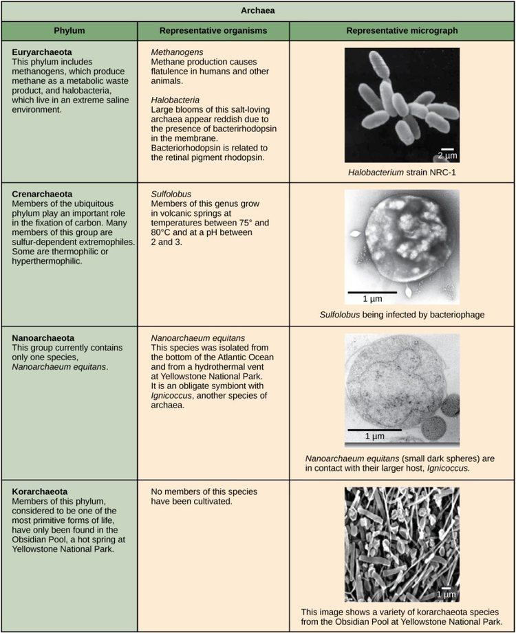 Korarchaeota 523 Structure of Prokaryotes