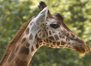 Kordofan giraffe Giraffe