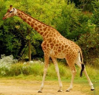 Kordofan giraffe ZootierlisteHomepage
