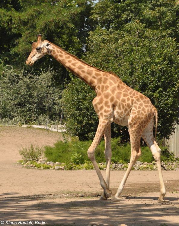 Kordofan giraffe Image Giraffa camelopardalis antiquorum Kordofan Giraffe BioLibcz
