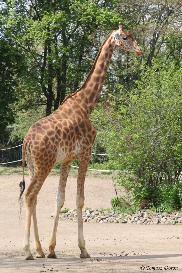 Kordofan giraffe Kordofan Giraffe Giraffa camelopardalis antiquorum ZooChat