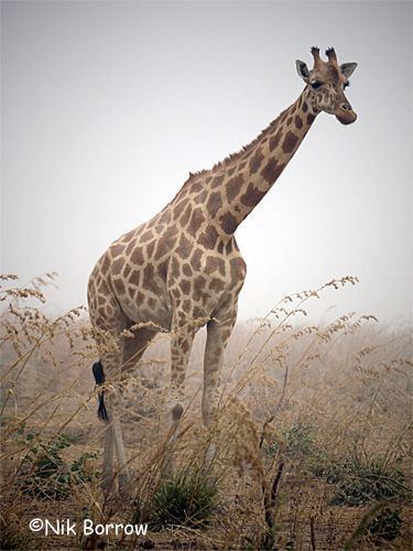 Kordofan giraffe Kordofan Giraffe Cameroon Africa Pinterest Galleries and
