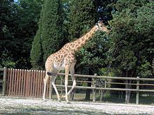 Kordofan giraffe httpsuploadwikimediaorgwikipediacommonsthu