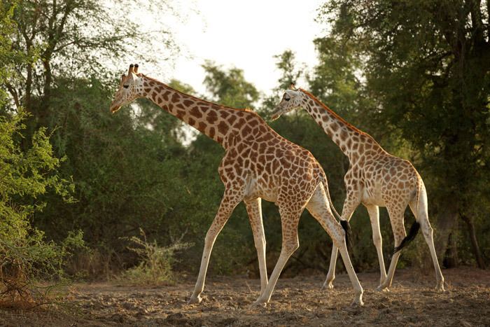 Kordofan giraffe Keeping up with the Kordofans a special subspecies of giraffe