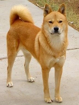Korean Jindo Jindo Dog Breed Information and Pictures