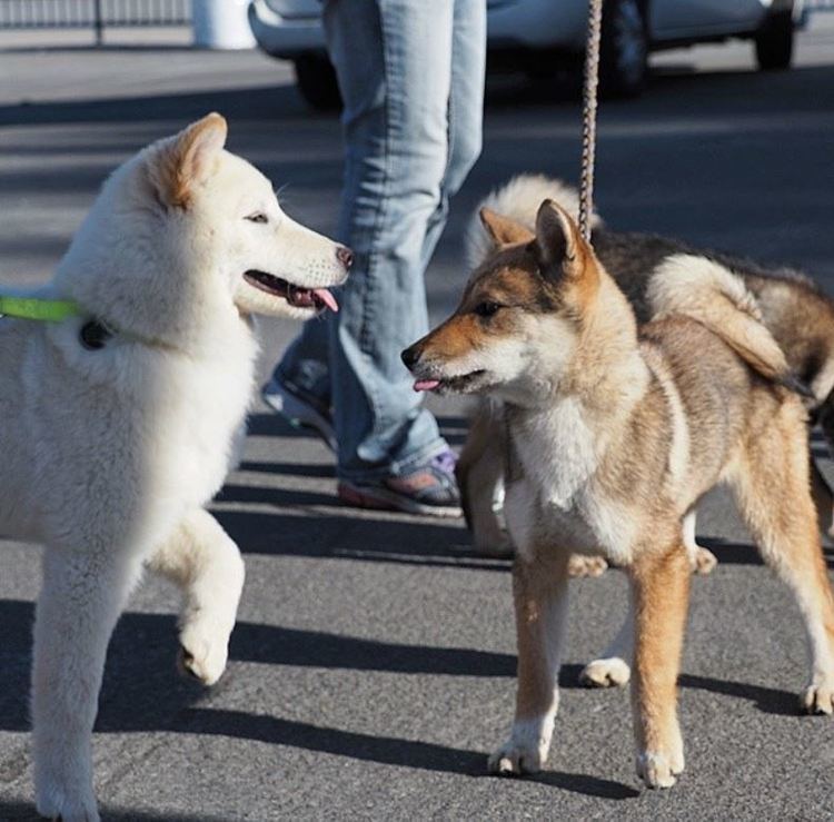 Korean Jindo Korean Jindo Dog Breed Information Pictures