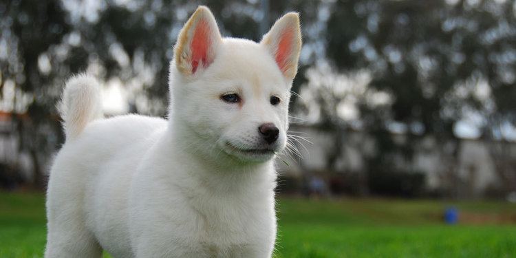 Korean Jindo Korean Jindo Dog breed infoPicturesCharacteristicsHypoallergenicNo