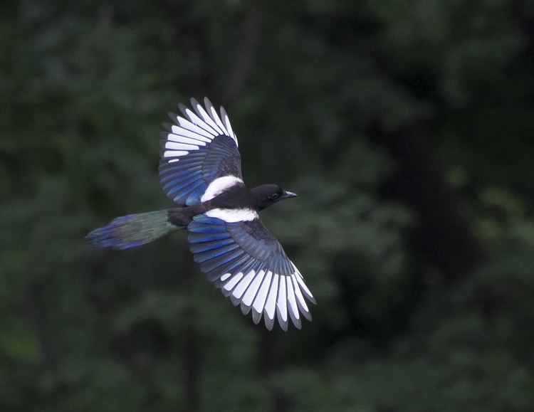 Korean magpie Korean Magpie Common Name Oriental Magpie Sc Name Pica Flickr
