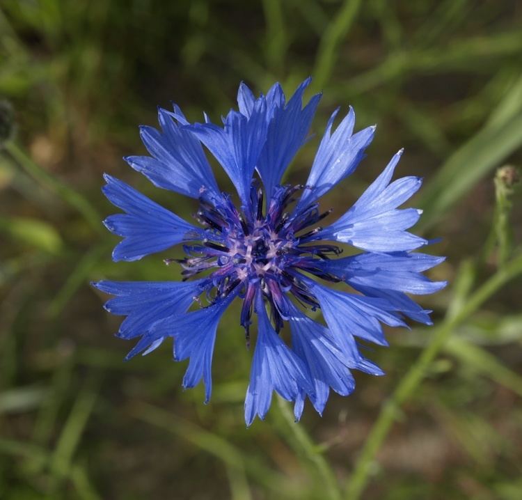 Kornblumenblau FileKornblumenblaujpg Wikimedia Commons