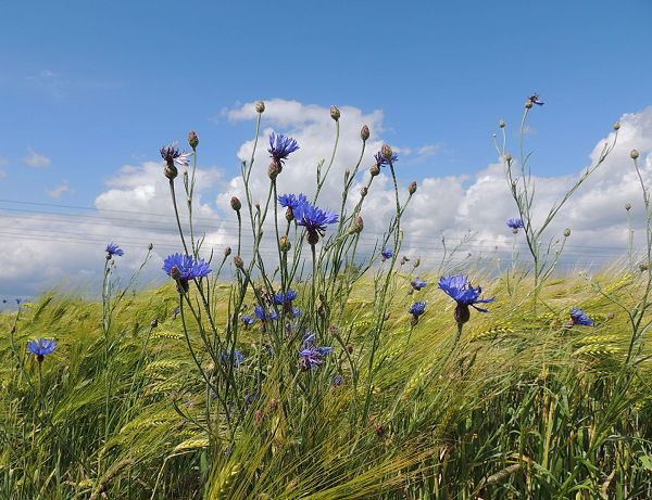 Kornblumenblau Foto Kornblumenblau Deutschland GEOReisecommunity