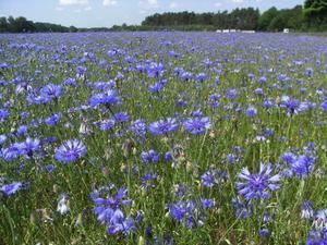 Kornblumenblau Blumen Kornblumen 16 News von Brgerreportern zum Thema