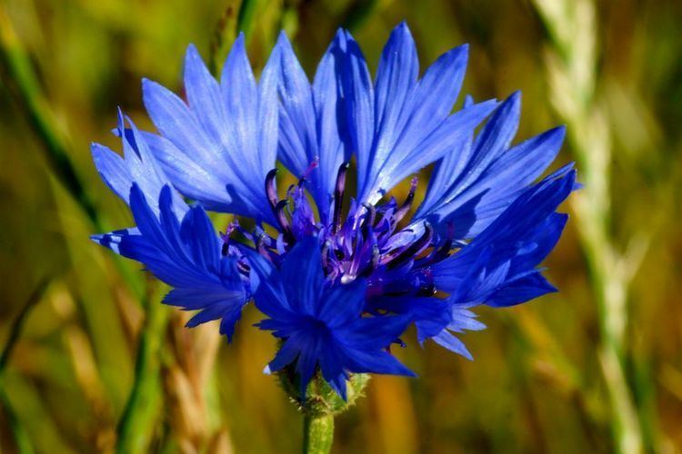 Kornblumenblau Durch Meisthausen Kornblumenblau 20150701 084509