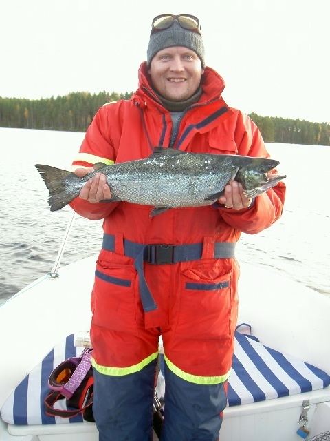 Korpijärvi wwwkalasaaliscomimageskalatbimagesJarvilohi