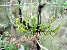 Korthalsella Korthalsella salicornioides New Zealand Plant Conservation Network