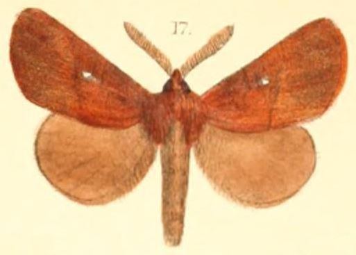 Kosala (moth)