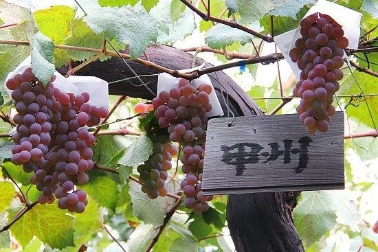 Koshu (grape) Schauwecker39s Japan Travel Blog Grapes and Wines at Katsunuma