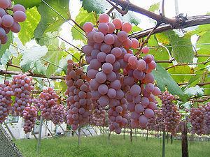 Koshu (grape) httpsuploadwikimediaorgwikipediacommonsthu