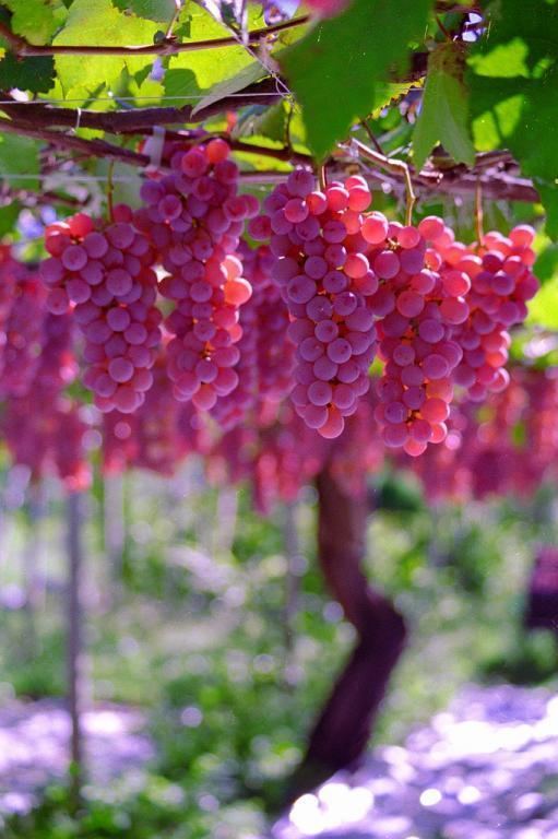 Koshu (grape) Koshu Wine Authentic Japanese product