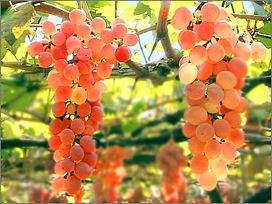 Koshu (grape) wine japan aruga branca Katsunuma winery