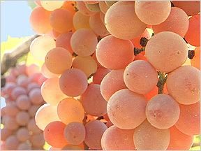 Koshu (grape) Quality of Koshu grapes Katsunuma Winery Katsunuma Japan