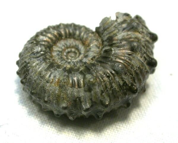 Kosmoceras Kosmoceras Ammonite