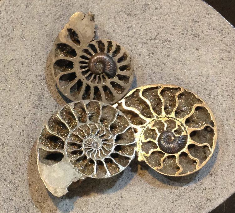 Kosmoceras Three Pyritized Kosmoceras Ammonites Work of Art For Sale 15583
