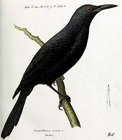 Kosrae starling httpsuploadwikimediaorgwikipediacommonsthu