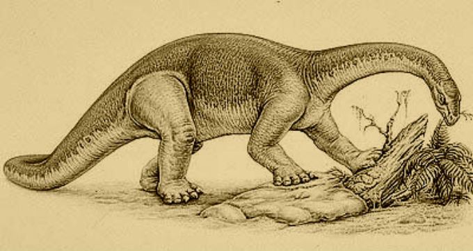 Kotasaurus Kotasaurus Dinosaur facts information Kotasaurus challengeri