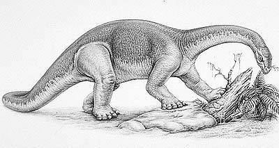 Kotasaurus The Dino Directory Kotasaurus Natural History Museum