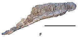 Koutalisaurus httpsuploadwikimediaorgwikipediacommonsthu