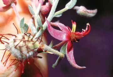 Krameria bicolor Desert Plants
