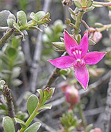 Krameria cistoidea httpsuploadwikimediaorgwikipediacommonsthu