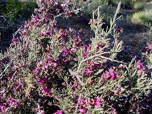 Krameria erecta Range Ratany Krameria erecta Krameria parvifolia Arizona Wild