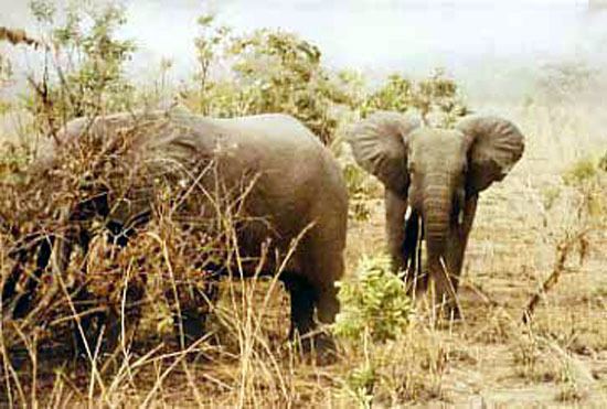 Kéran National Park Togo Elefanten im KranNationalpark Fotogalerie Fotos aus den
