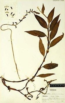 Kreodanthus httpsuploadwikimediaorgwikipediacommonsthu