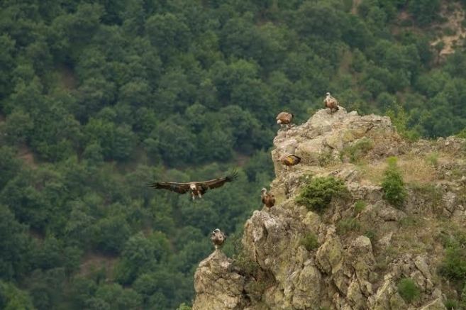 Kresna Gorge LIFE for Kresna Gorge Rewilding Europe