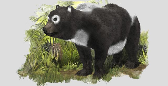 Kretzoiarctos beatrix New Fossil Sheds More Light on Oldest Known Ancestor of Giant Panda